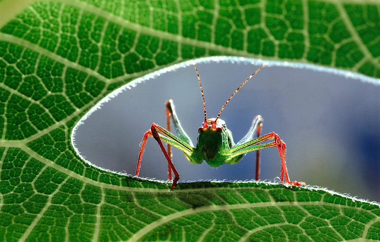 Фото обои macro, close up, grasshopper