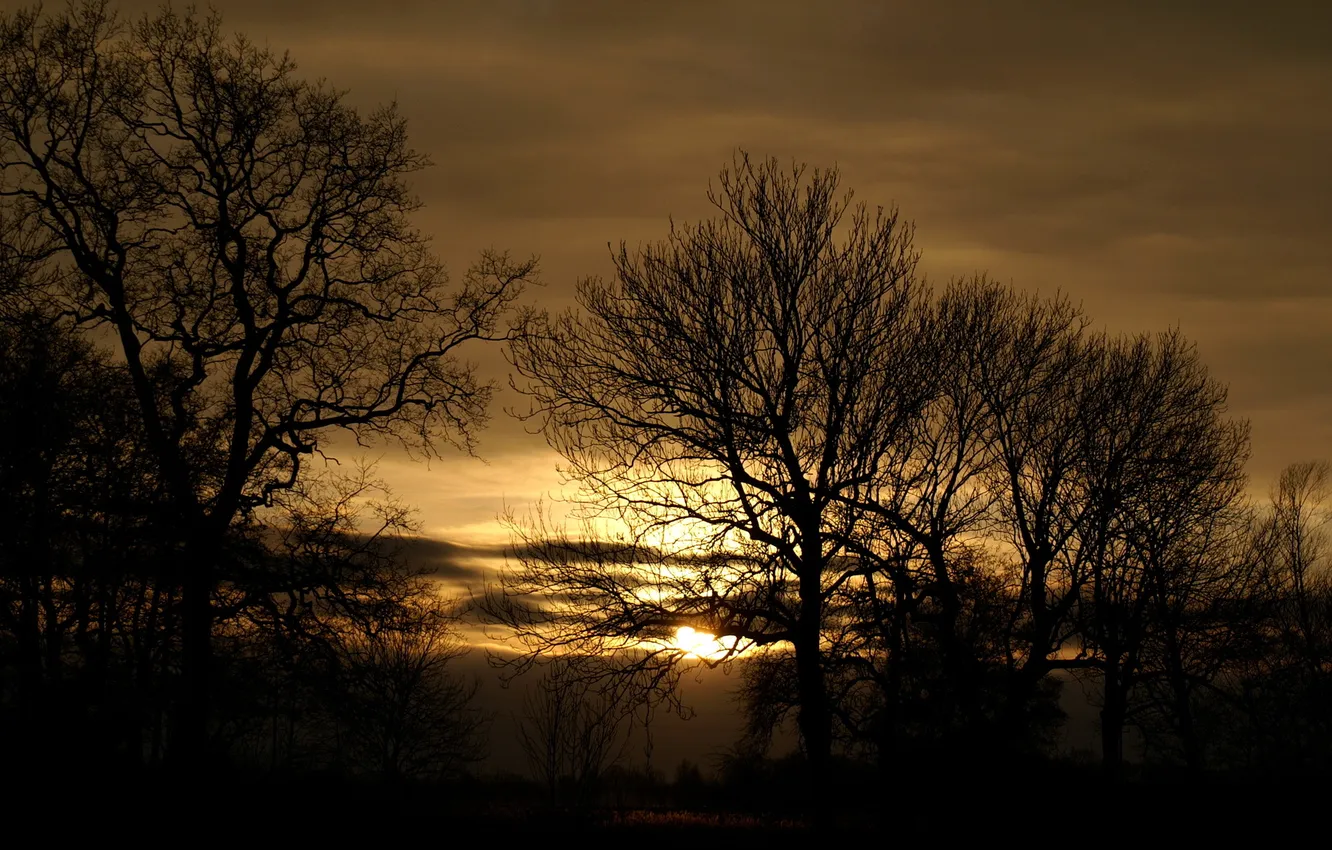 Фото обои деревья, закат, природа, темнота, фото, рассвет
