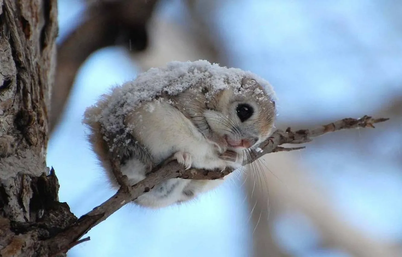 Фото обои sky, trees, winter, squirrel, Flying Squirrel