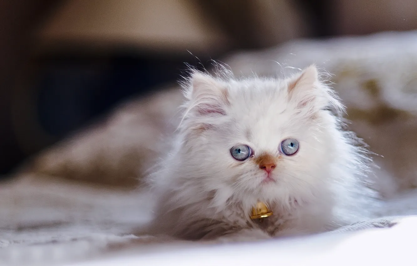 Фото обои взгляд, котёнок, голубые глаза, Персидский колор-пойнт, Гималайская кошка