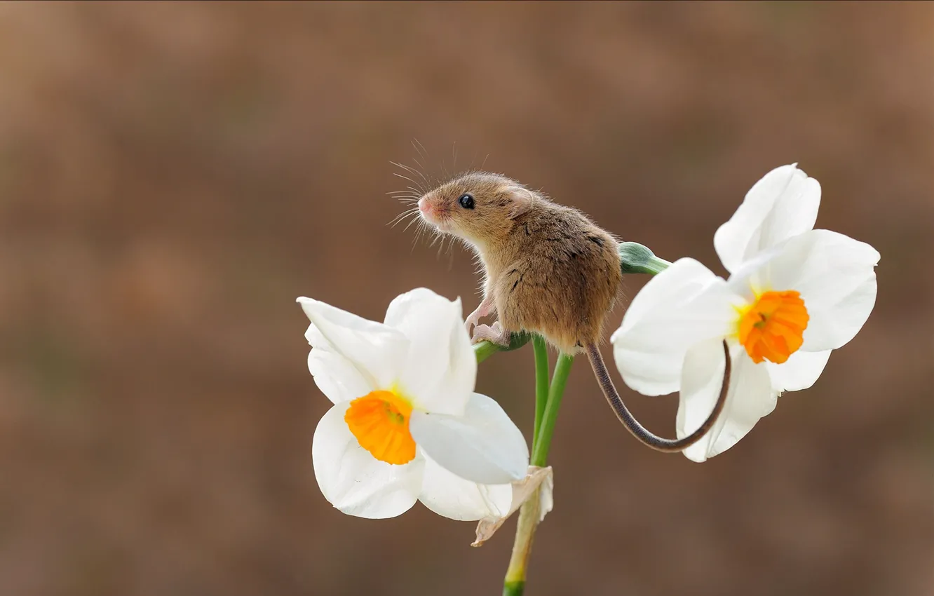 Фото обои цветок, фон, мышка, нарцисс, грызун, мышь-малютка, harvest mouse