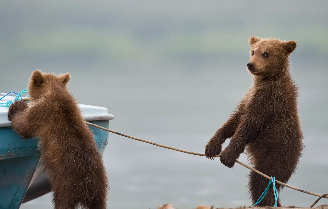 Фото обои лодка, игра, медвежата
