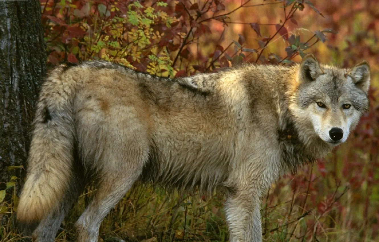Фото обои nature, predator, animal, wolf, wildlife, Canis lupus., portrait.