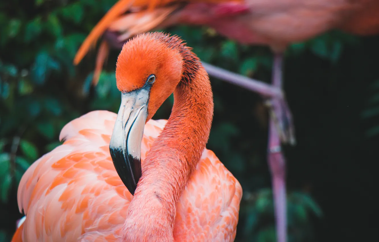 Фото обои птица, розовая, перья, экзотика, фламинго