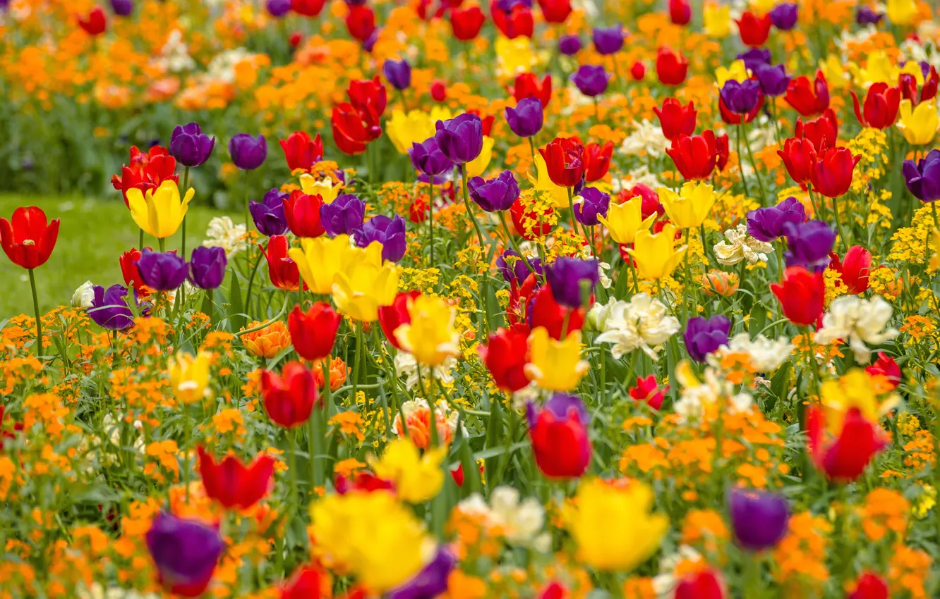 Фото обои желтые, фиолетовые, тюльпаны, красные, клумба, много