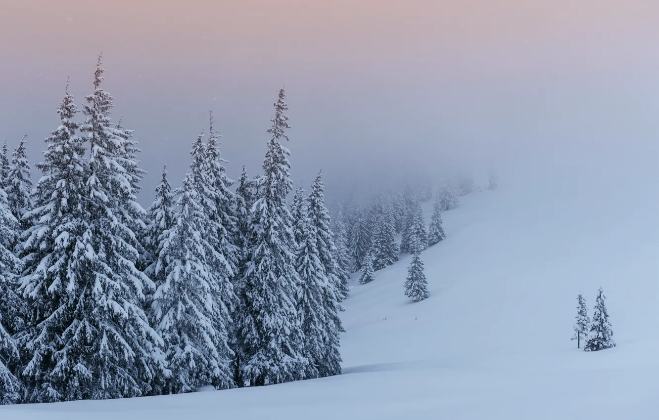 Фото обои зима, снег, деревья, пейзаж, елки, landscape, winter, snow