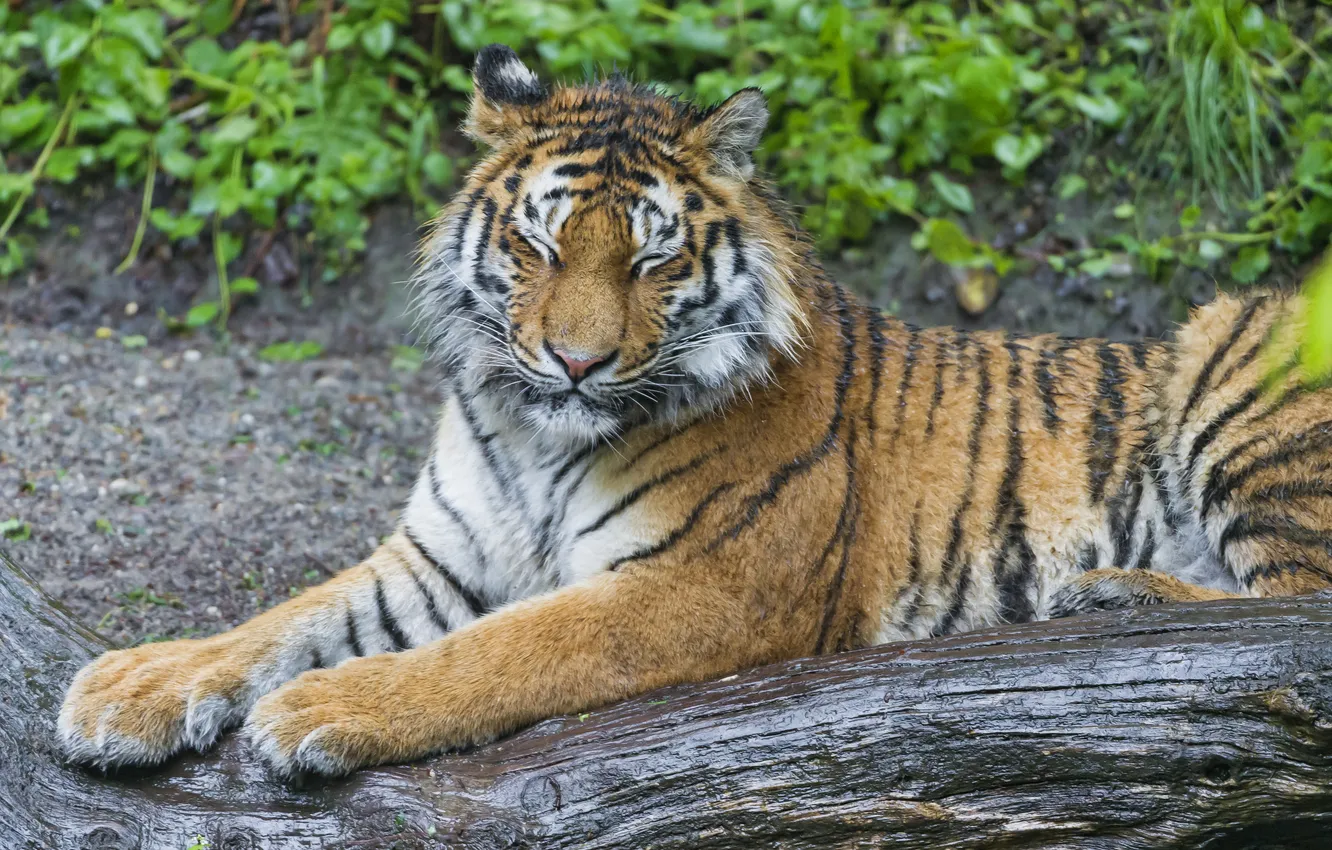 Фото обои кошка, бревно, амурский тигр, ©Tambako The Jaguar