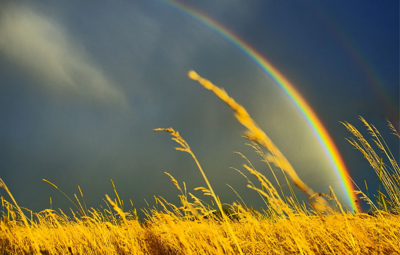 Фото обои поле, небо, трава, природа, радуга, колосистая