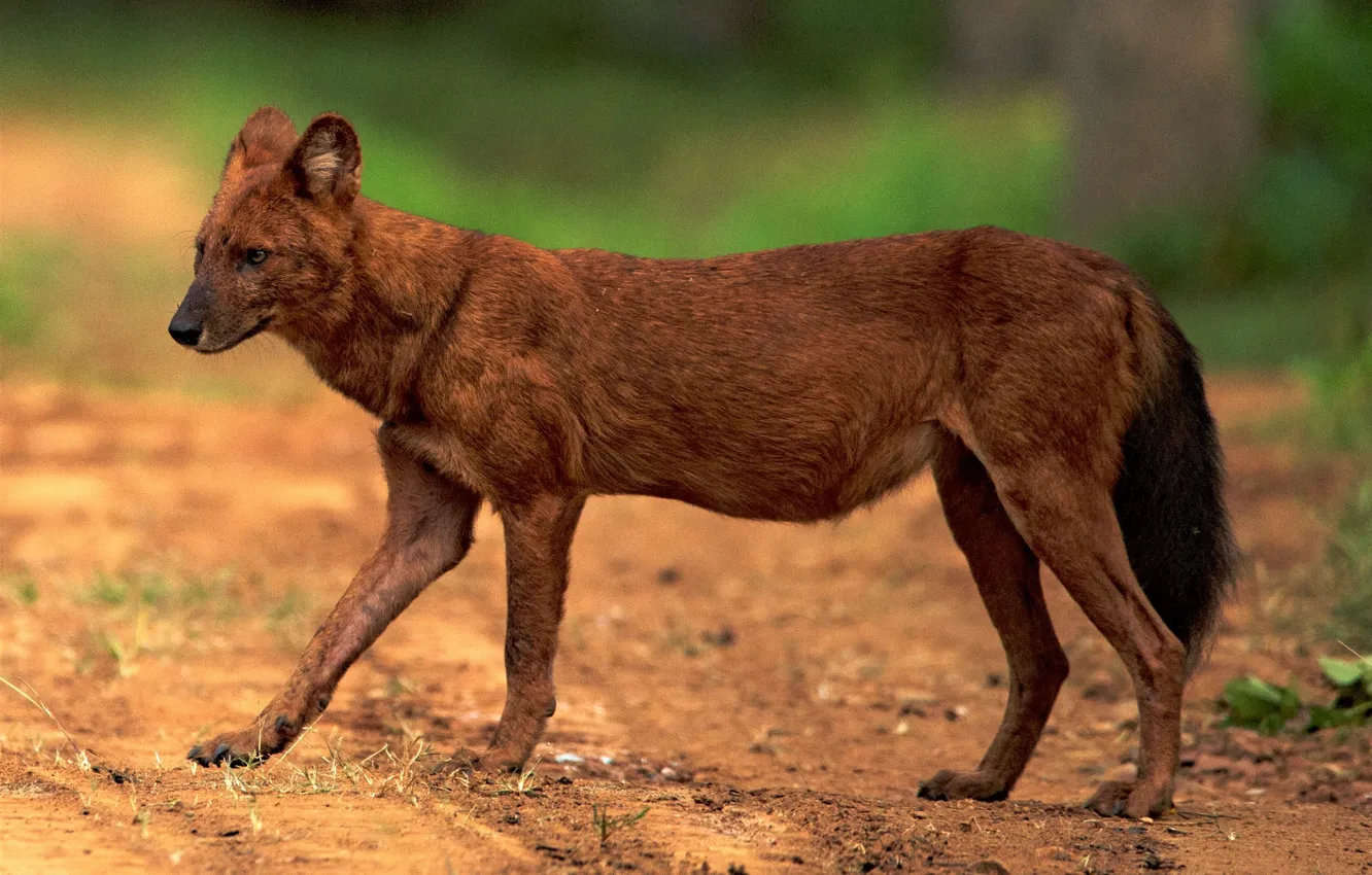 Фото обои animal, asian, wildlife, wild dog, Dhole