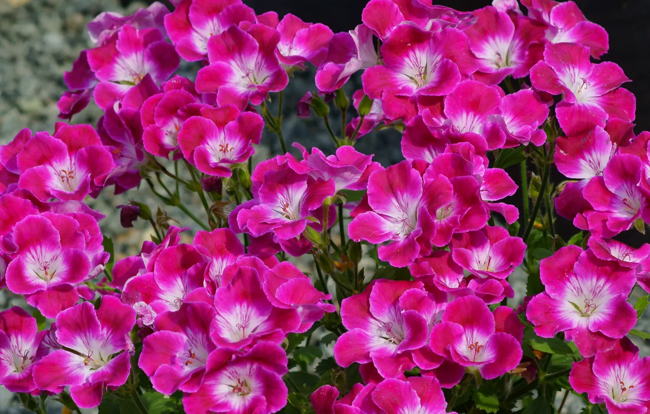 Фото обои цветы, розовые, герань