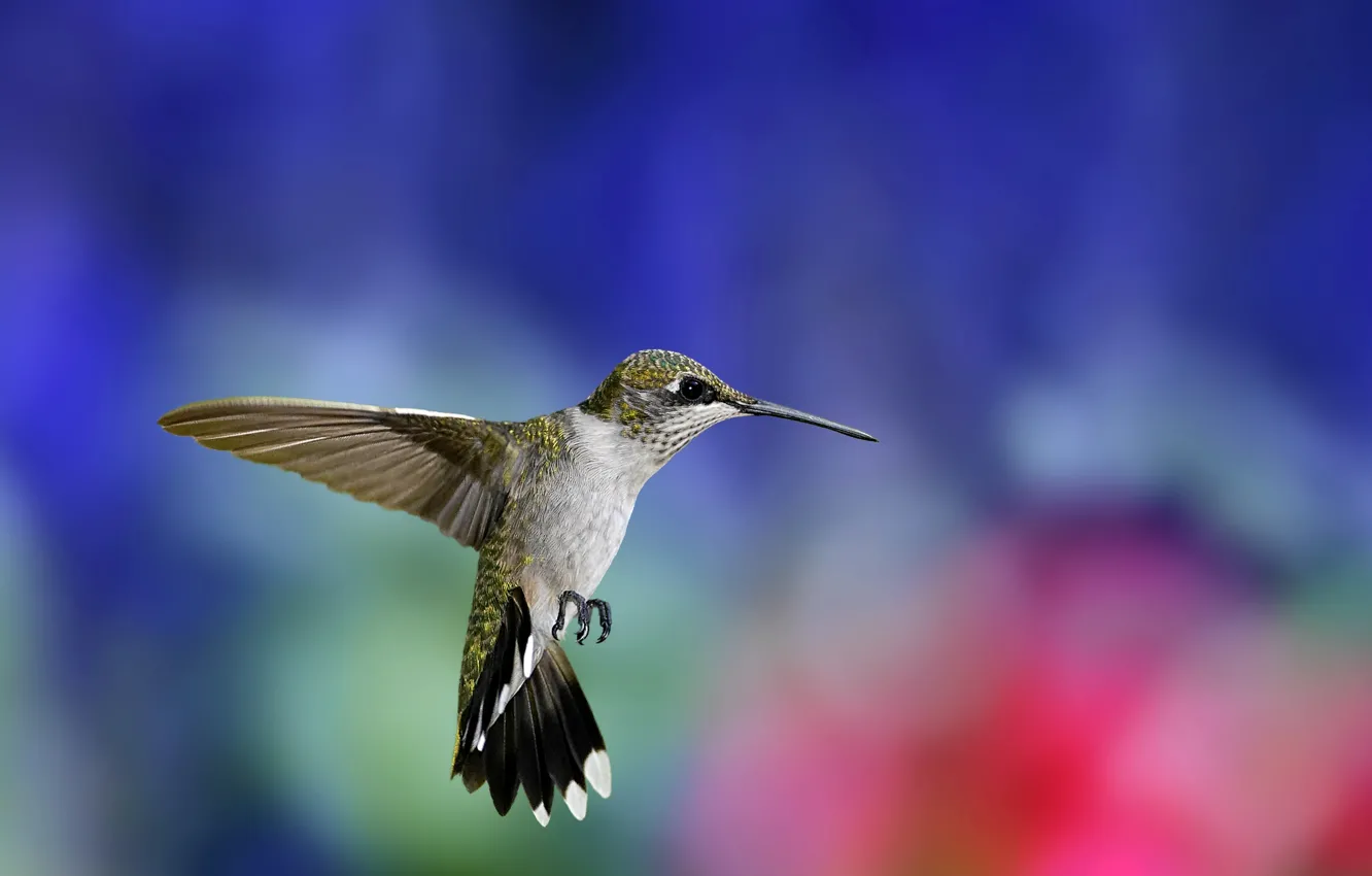 Фото обои полет, фон, птица, крылья, размытость, колибри, птичка, разноцветный