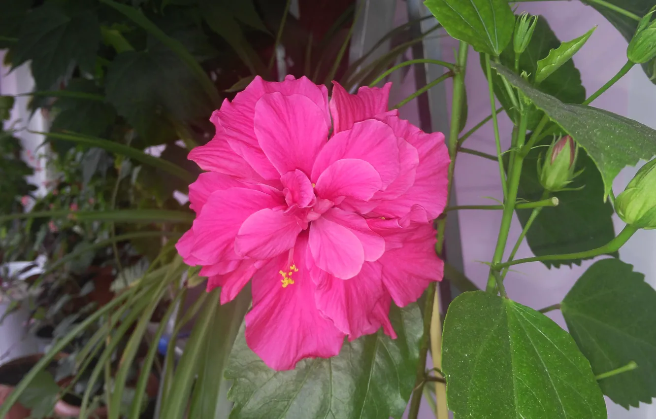 Фото обои Макро, Macro, Китайская роза, Розовый цветок, Pink flower