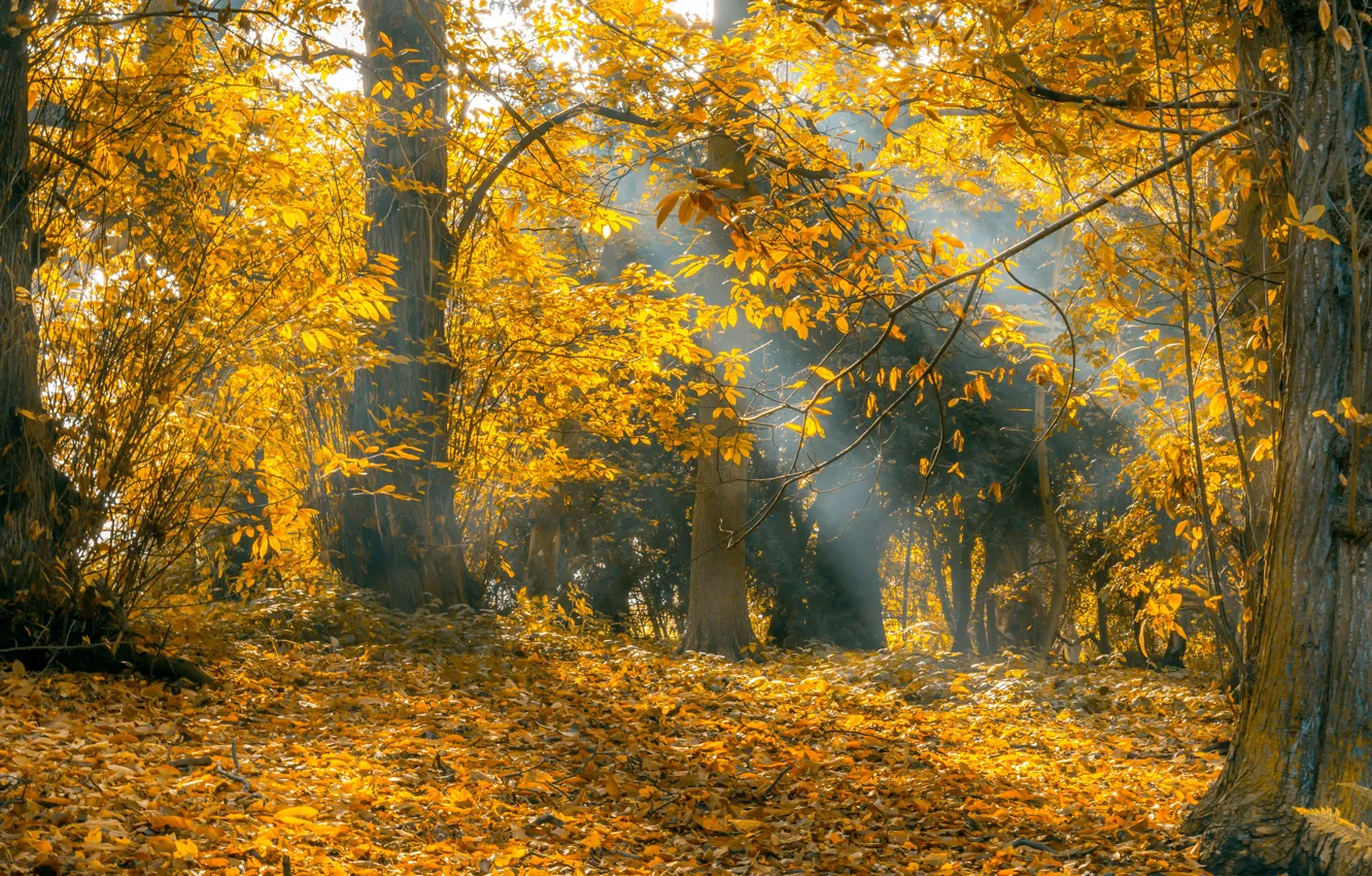 Фото обои осень, лес, листья, деревья, листва