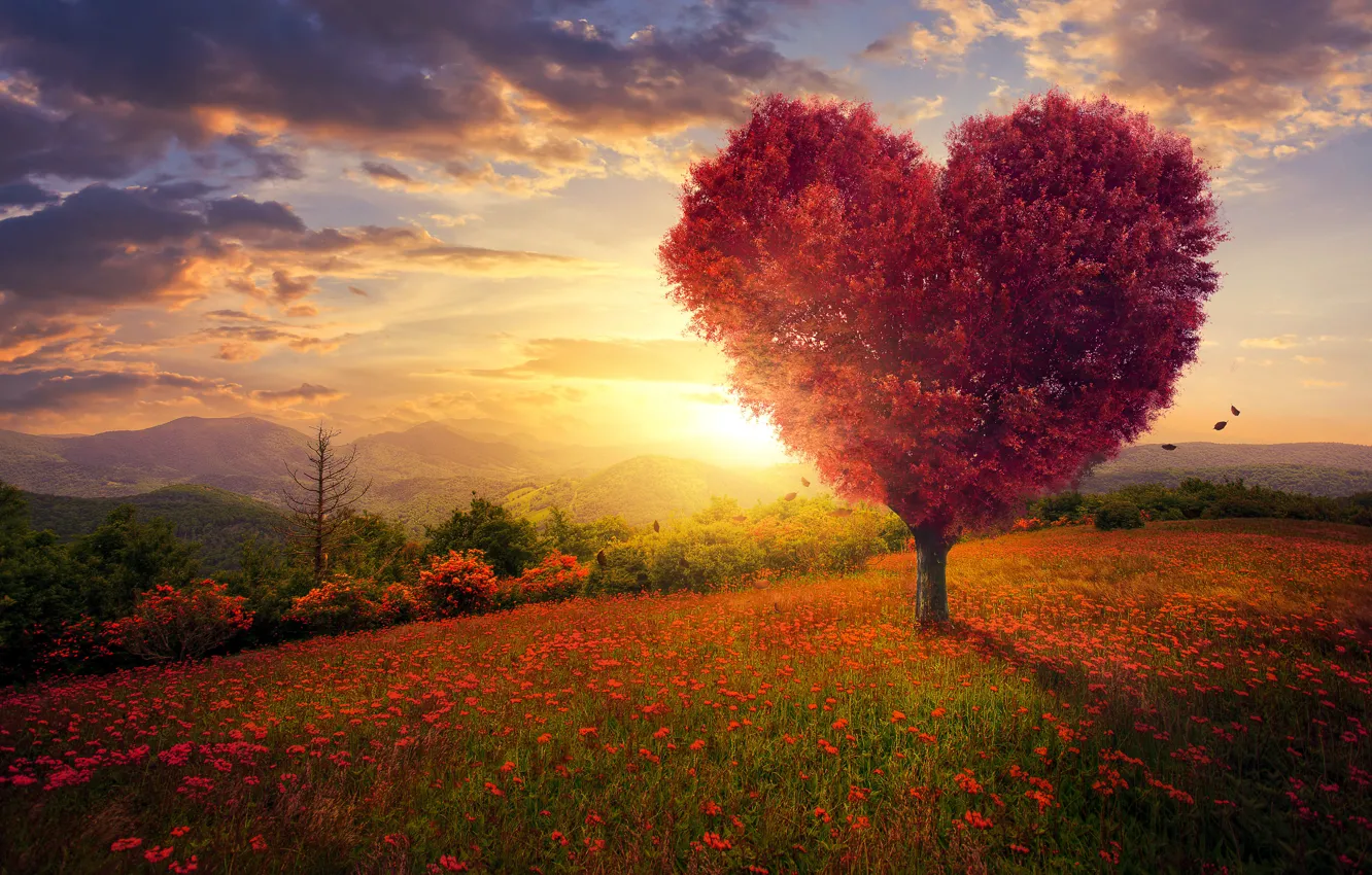 Фото обои поле, небо, трава, любовь, цветы, дерево, сердце, love