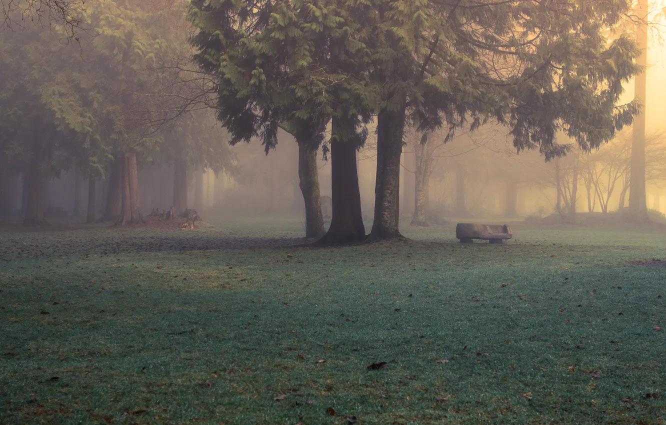 Фото обои лес, природа, туман, парк, утро, Evan Kemper рhotography