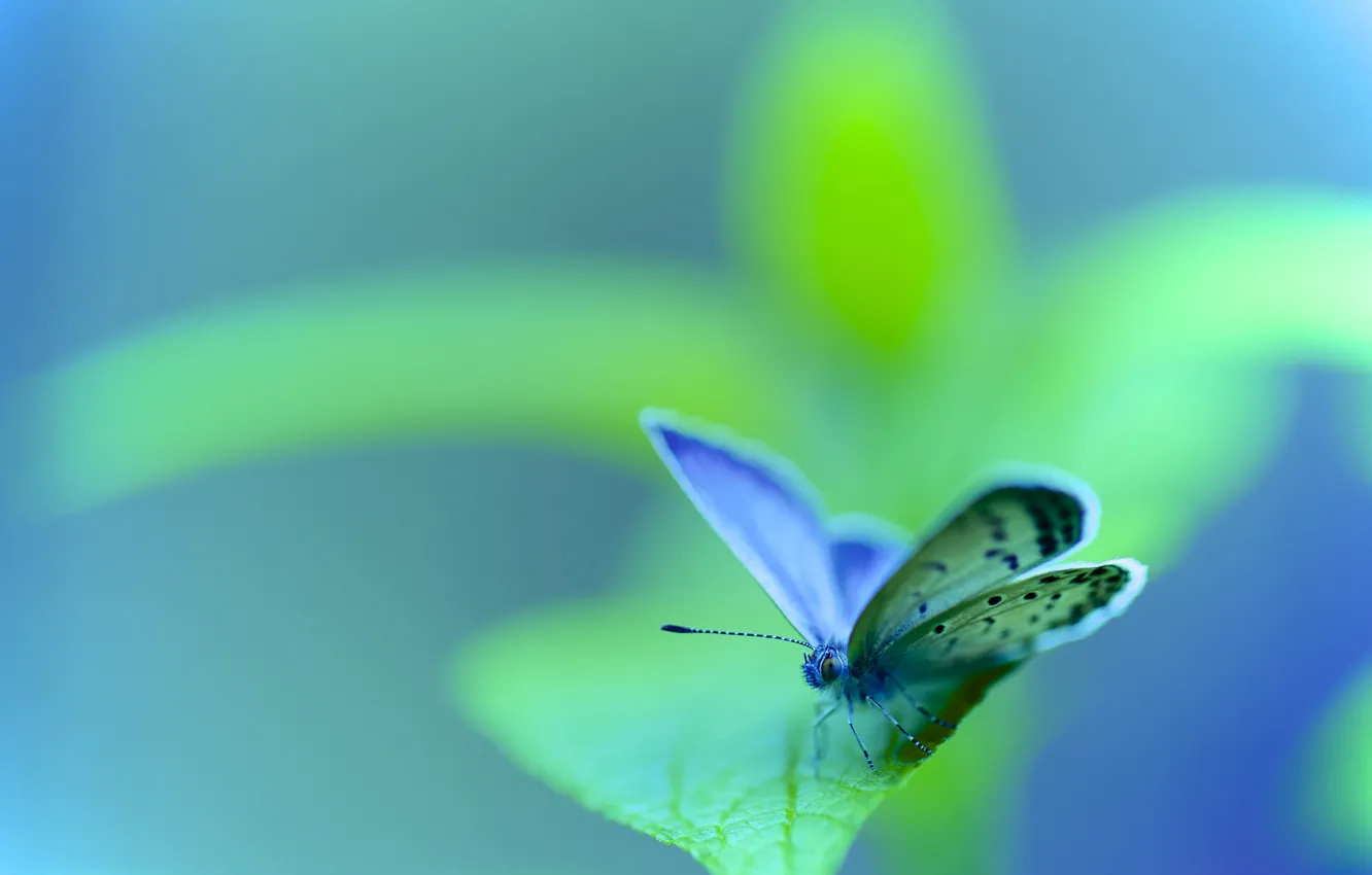 Фото обои природа, лист, бабочка, насекомое, мотылек