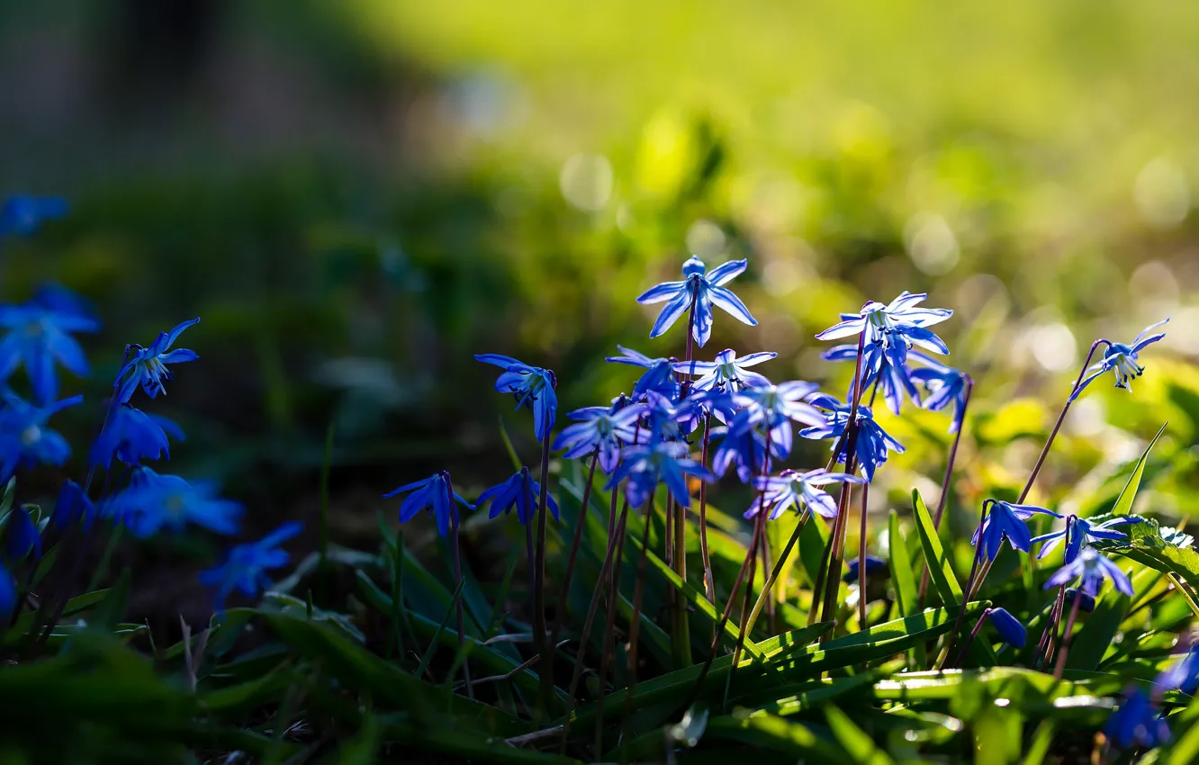 Фото обои трава, свет, цветы, поляна, весна, синие, пролеска