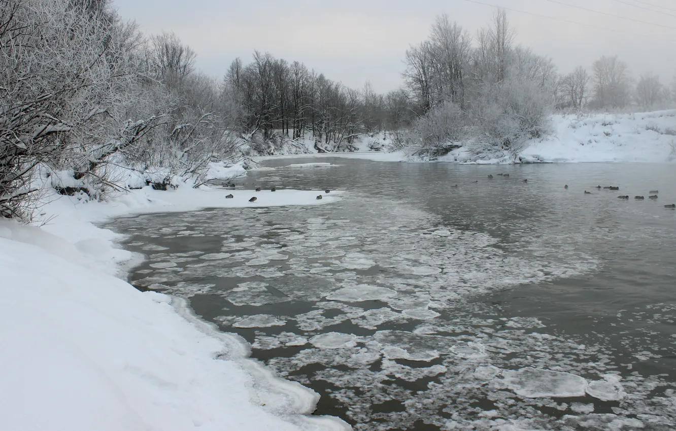 Фото обои лед, снег, река, утки, мороз, Йошкар-Ола, Кокшага
