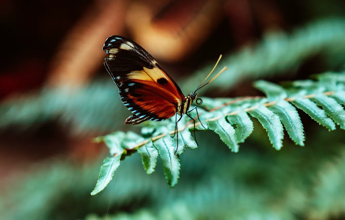 Фото обои бабочка, листва, крылья, насекомое, wings, butterfly, insect, foliage