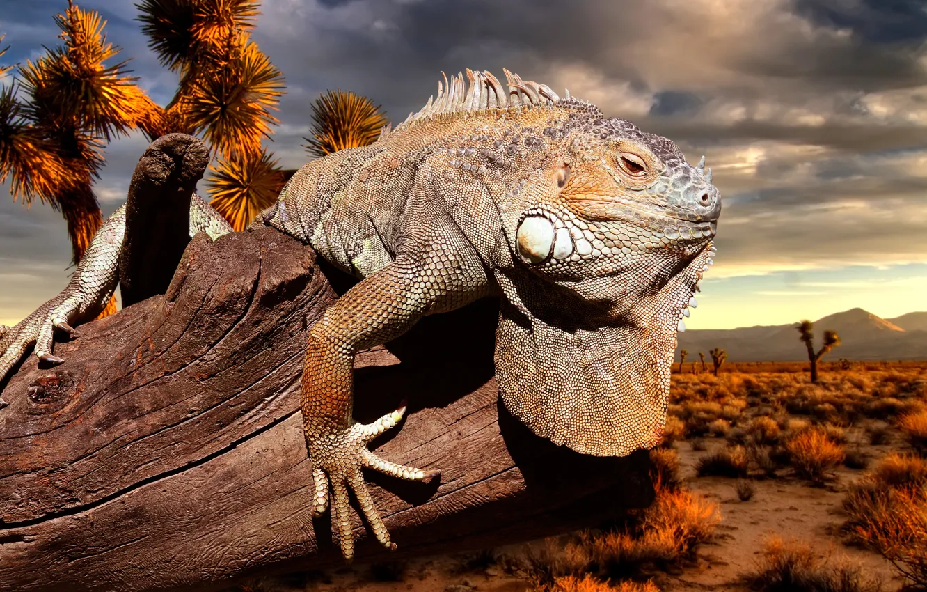 Фото обои rock, desert, iguana, flakes