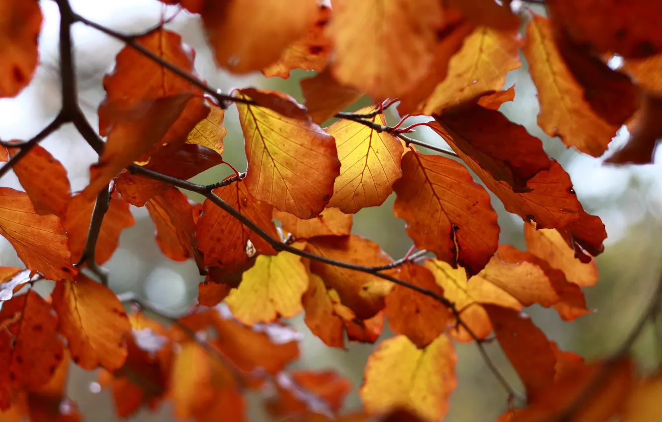 Фото обои листья, оранжевый, ветки, жёлтый, scotto (devart)