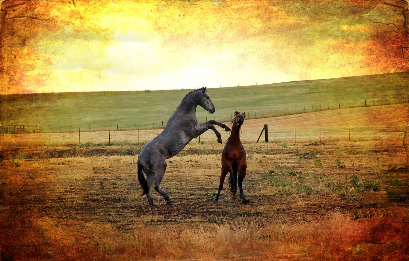 Фото обои поле, стиль, фон, кони