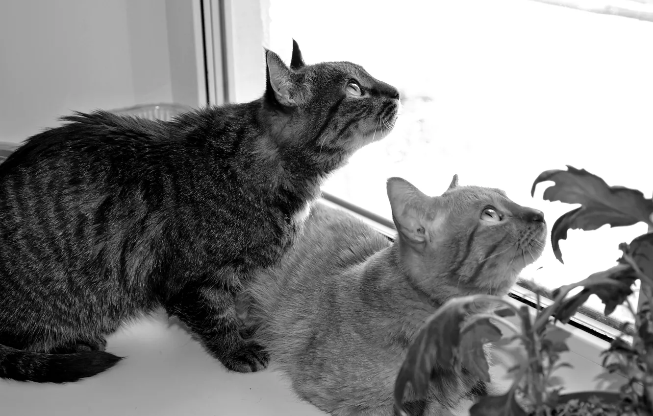 Фото обои кошки, цветы, серый, рыжий, засада, охота, окно.