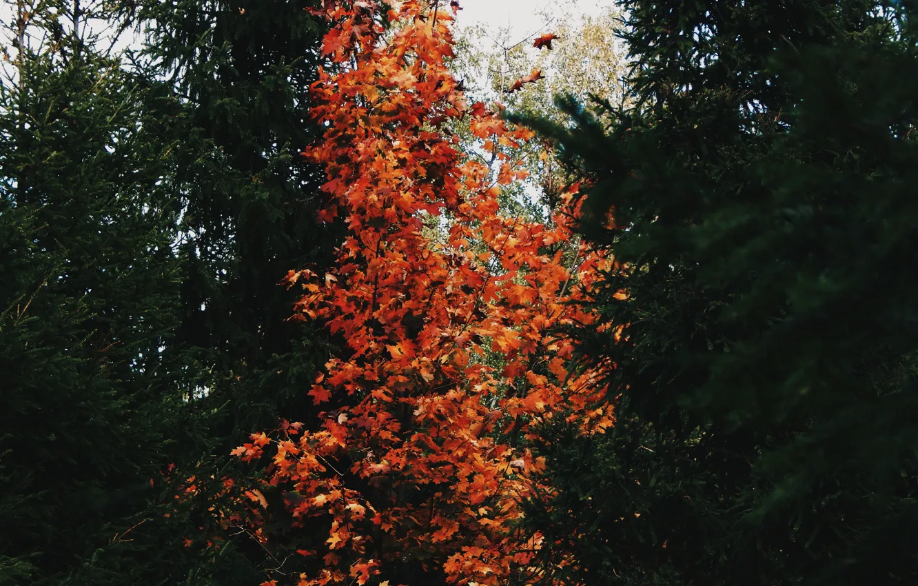 Фото обои осень, природа, дерево, ёлки