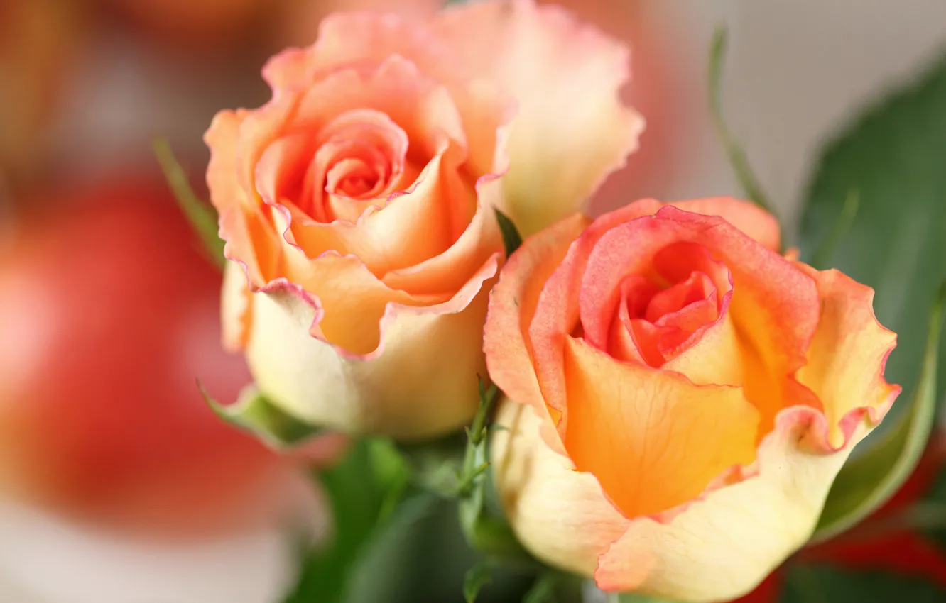 Фото обои две, розы, оранжевые, Roses