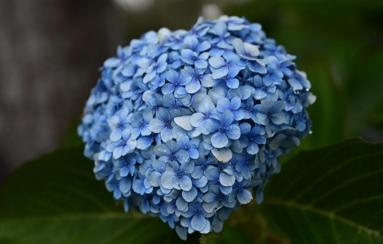 Фото обои листья, капли, макро, цветы, голубые, боке, гортензия
