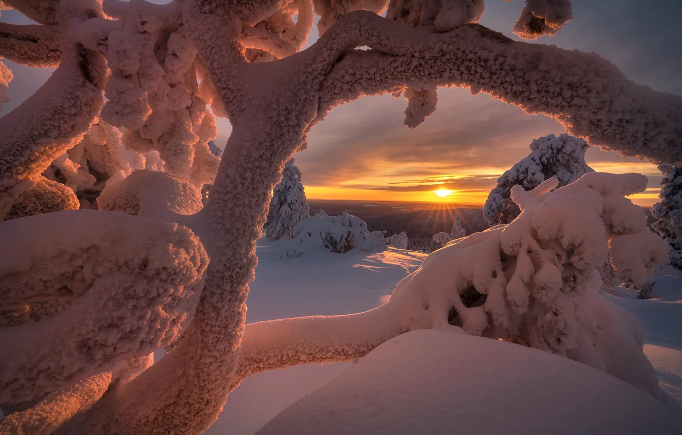 Фото обои зима, солнце, лучи, снег, деревья, пейзаж, природа, Заполярье
