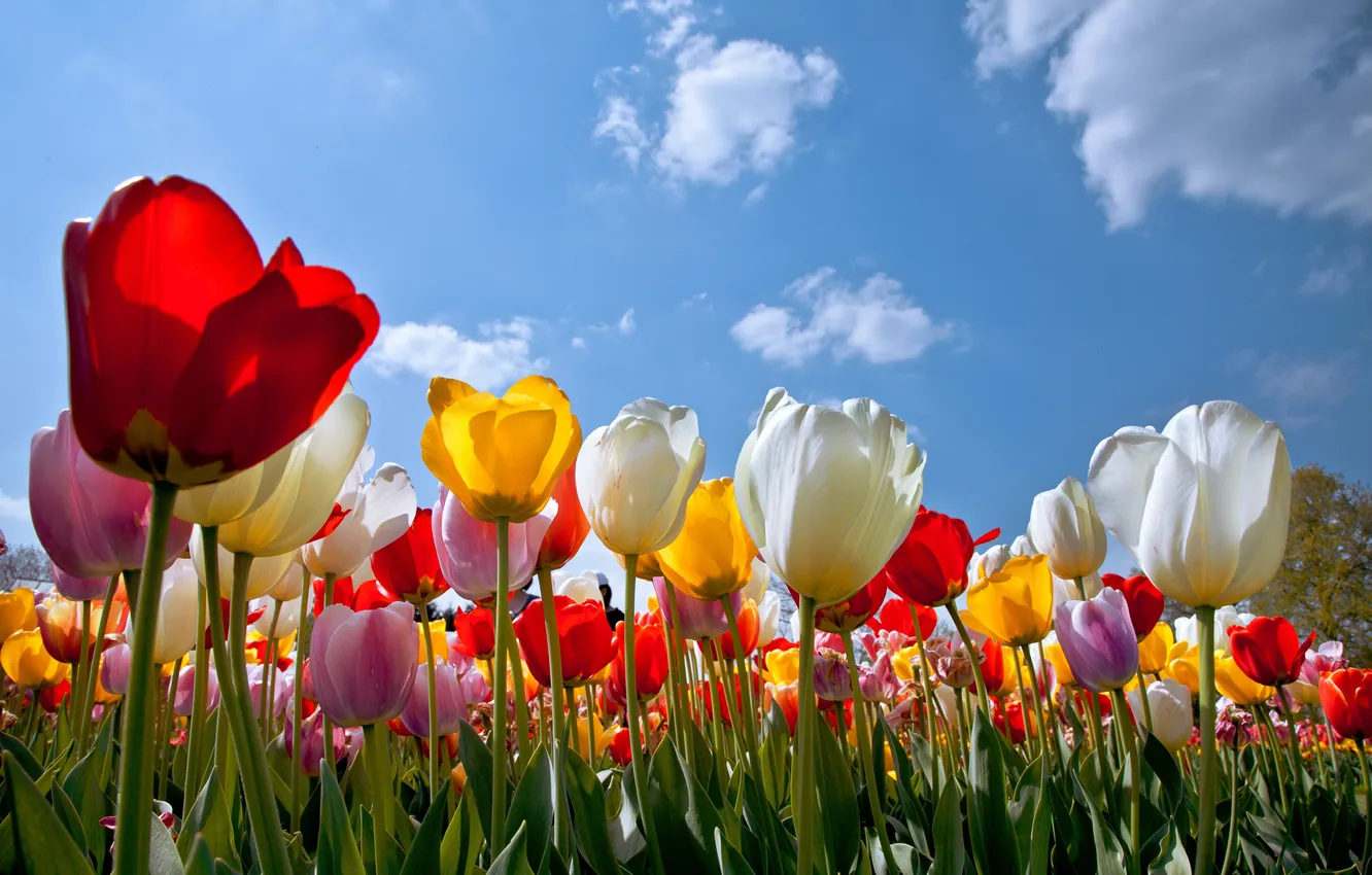 Фото обои облака, цветы, тюльпаны