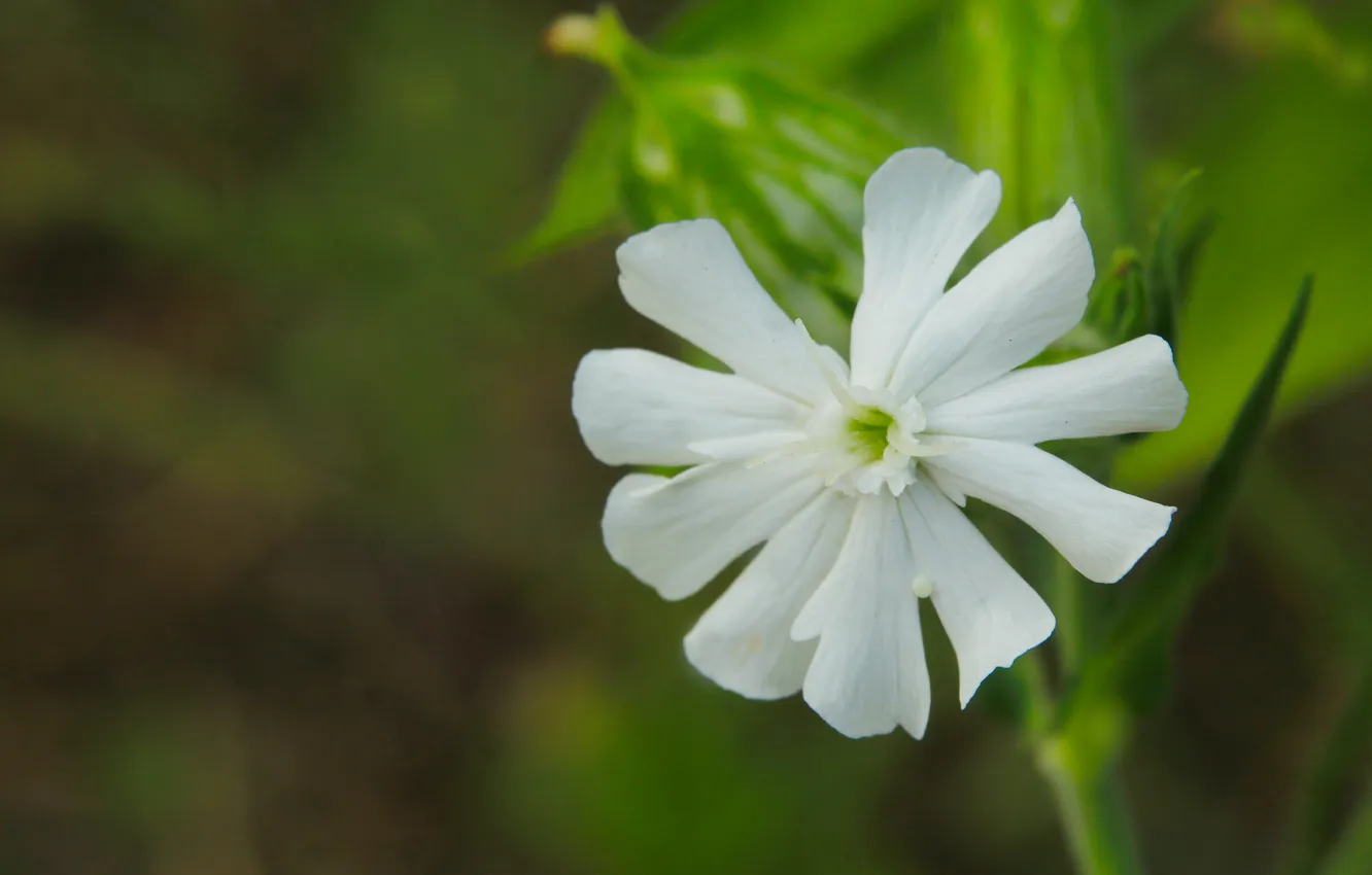 Фото обои white, flower, blooming