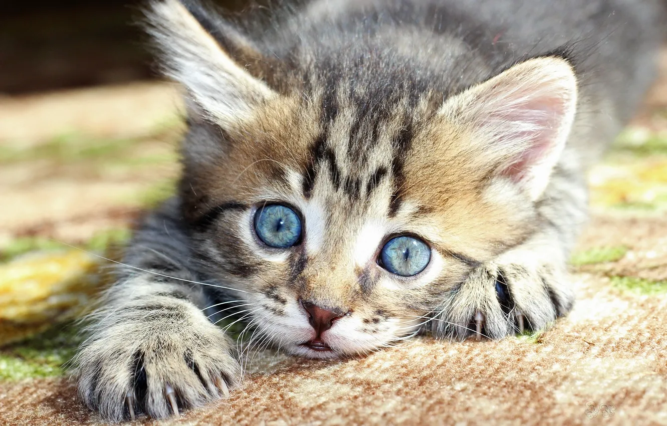 Фото обои мордочка, котёнок, голубые глазки