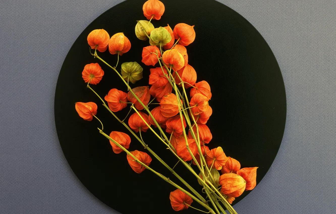 Фото обои осень, цветы, тарелка, натюрморт
