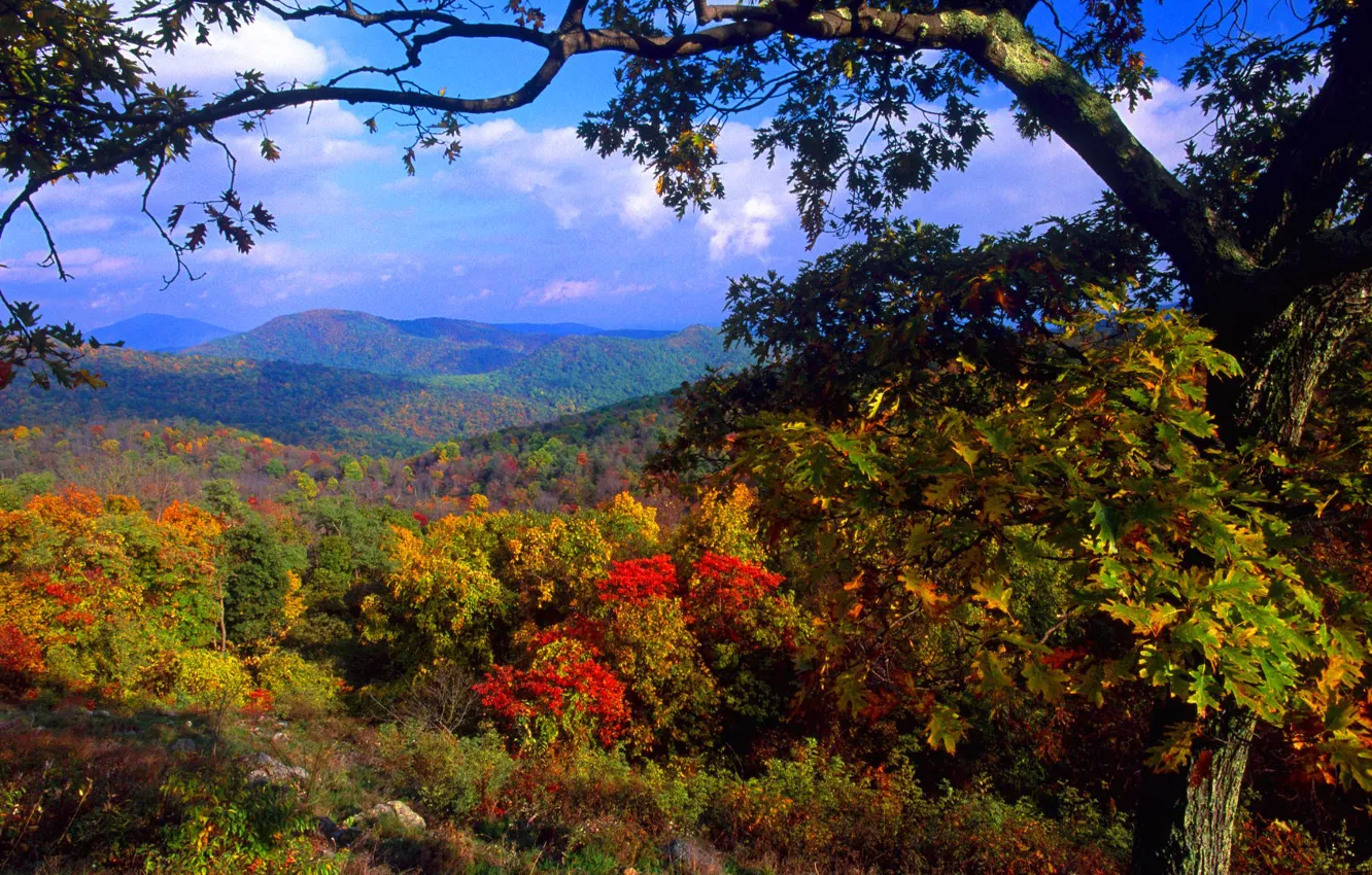 Фото обои осень, лес, небо, деревья, горы, природа