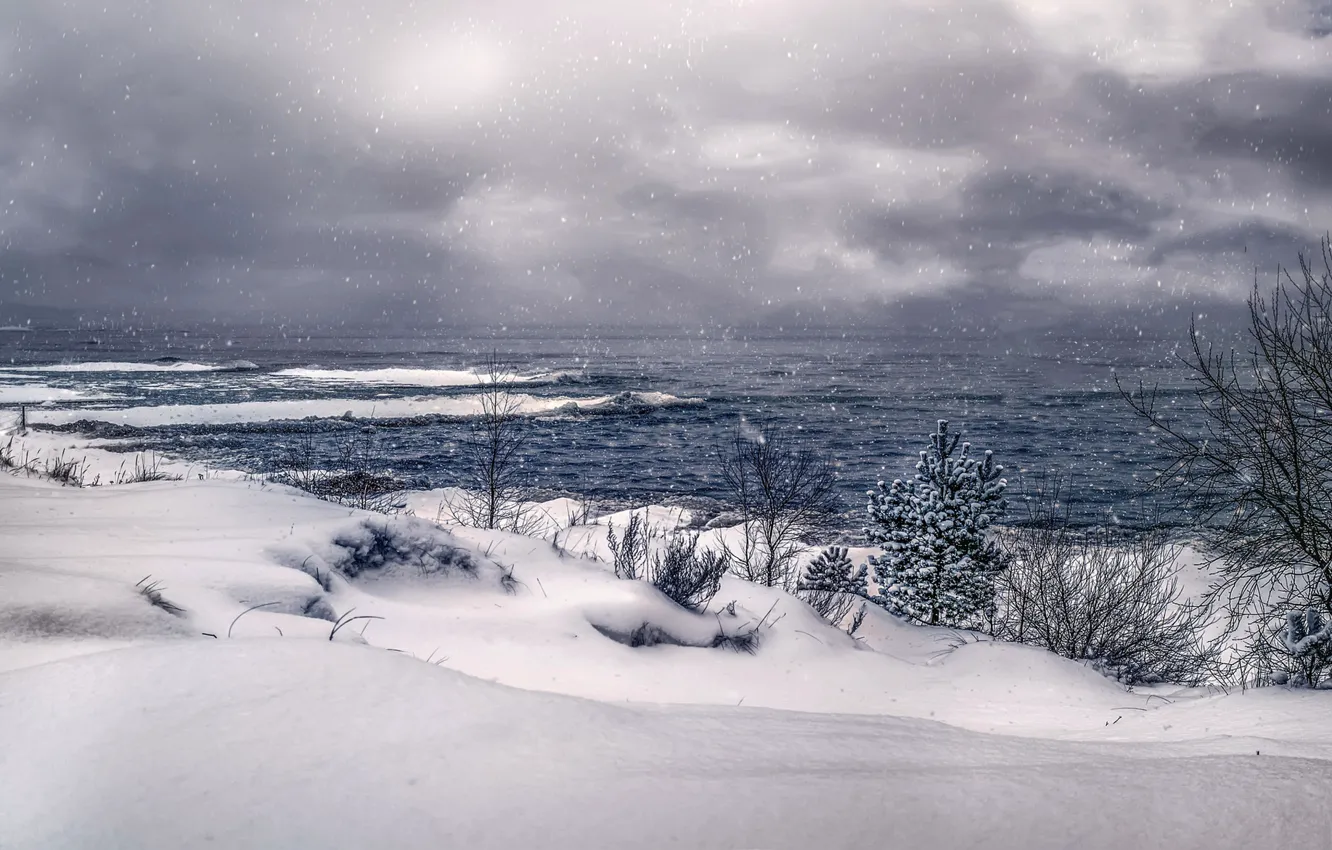 Фото обои зима, снег, озеро, сосна