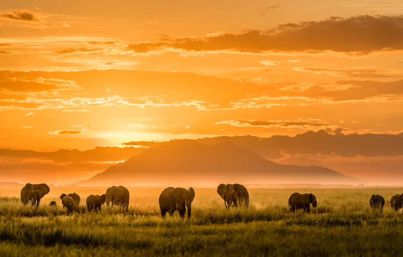 Фото обои свет, горы, Африка, слоны