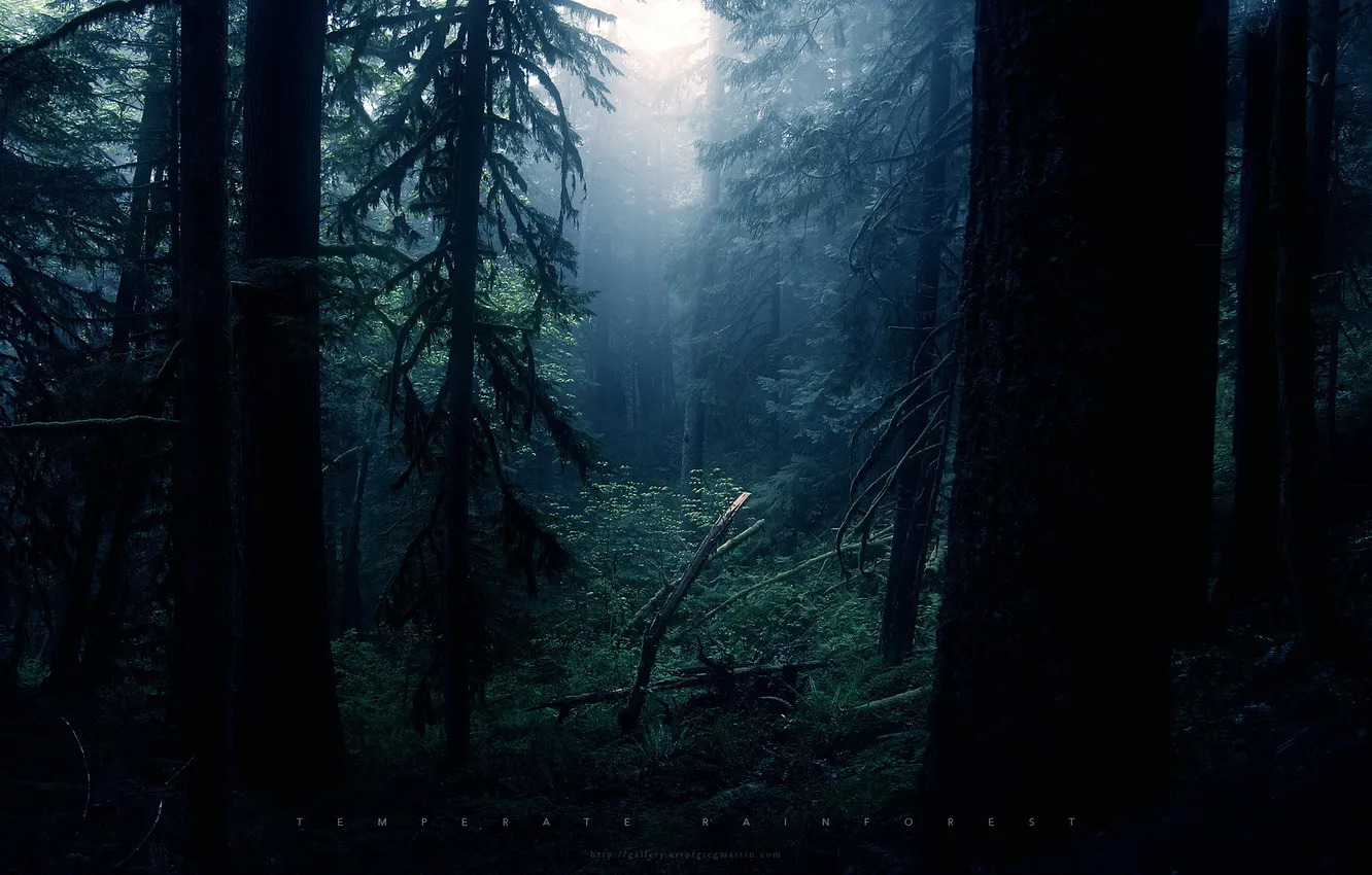 Фото обои лес, темно, чаща, грег мартин, таинственно