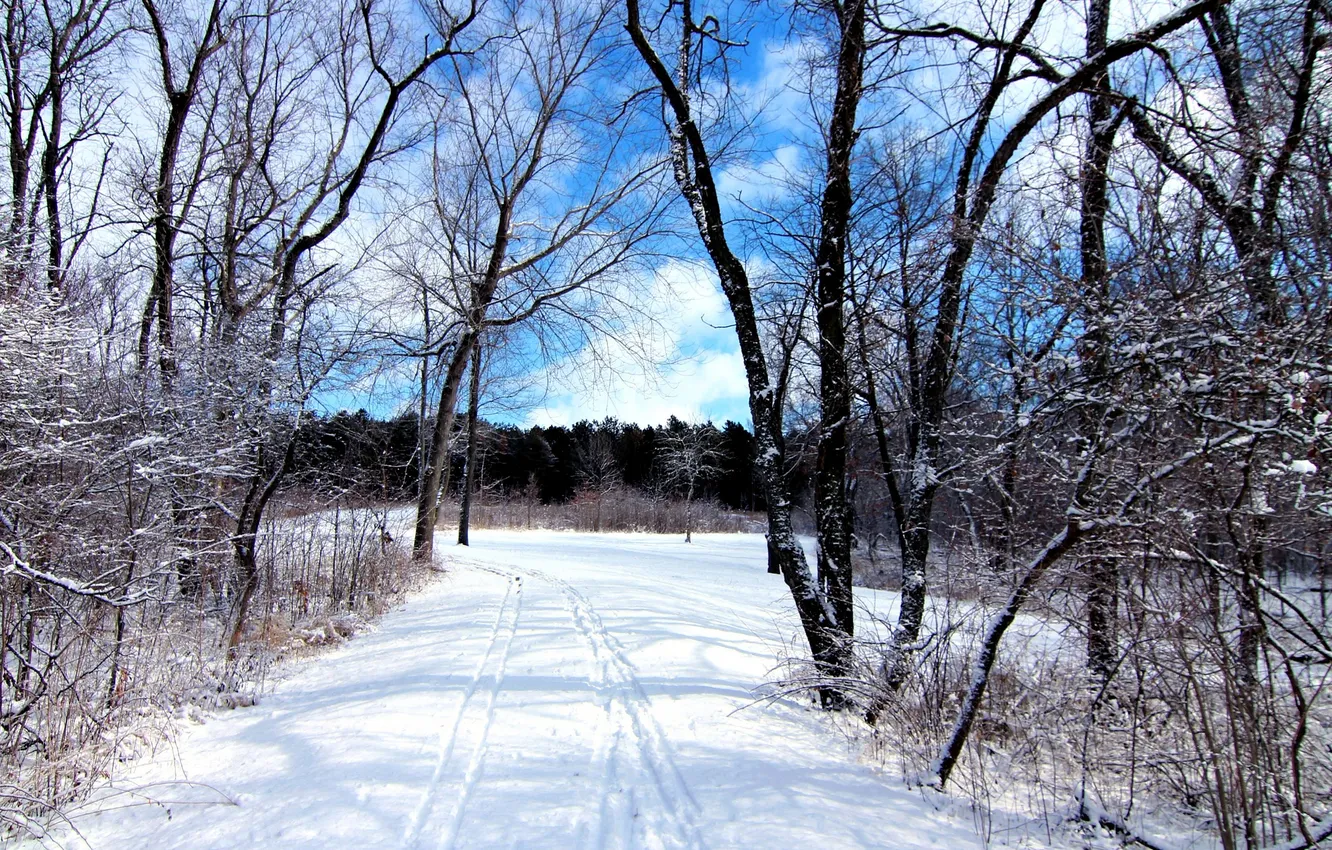 Фото обои зима, лес, небо, снег, деревья, следы