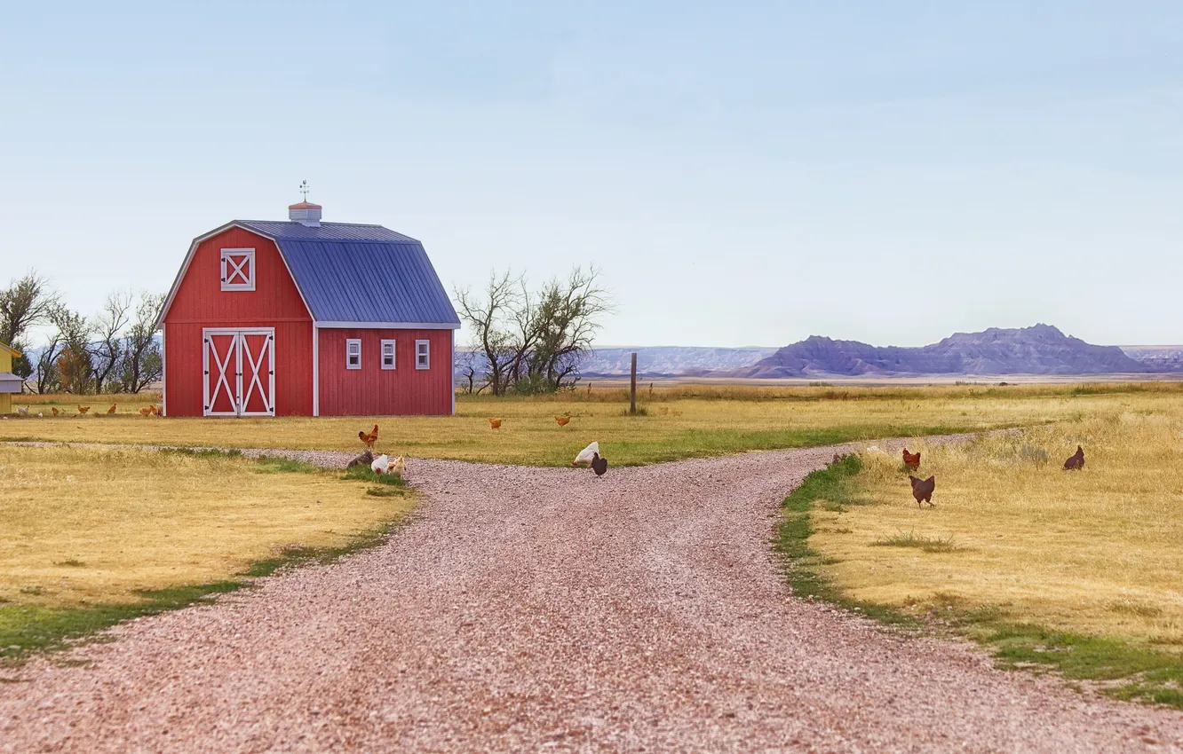 Фото обои поле, небо, путь, курица, сарай, ферма, солнечный, петух