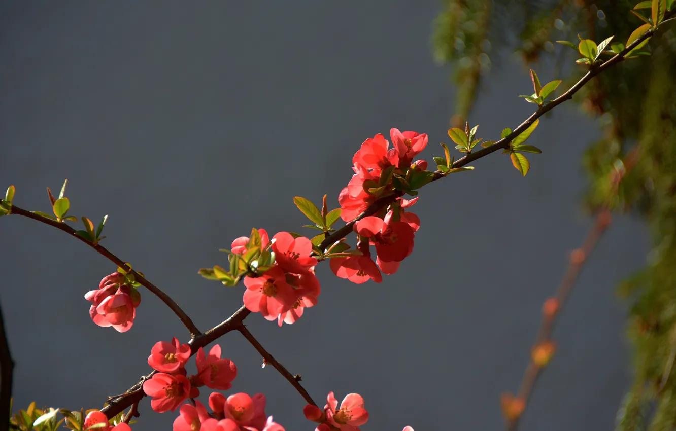 Фото обои весна, красные, Цветочки, red, flowers, spring