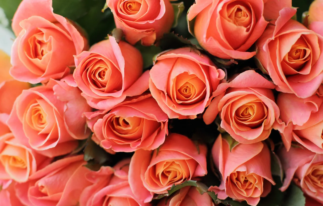 Фото обои розы, букет, оранжевые, бутоны, много, лососевые