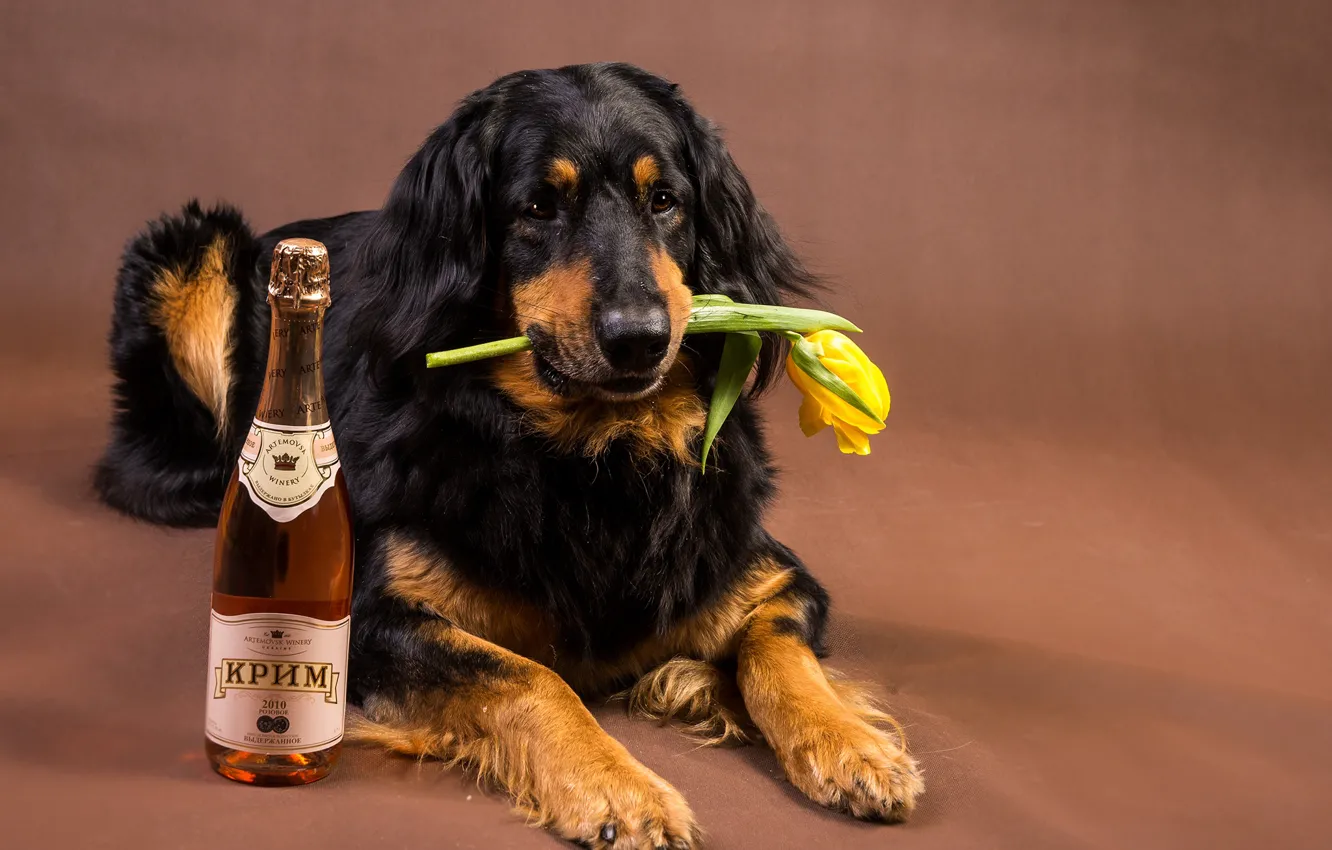 Фото обои цветок, морда, жёлтый, фон, вино, тюльпан, бутылка, собака