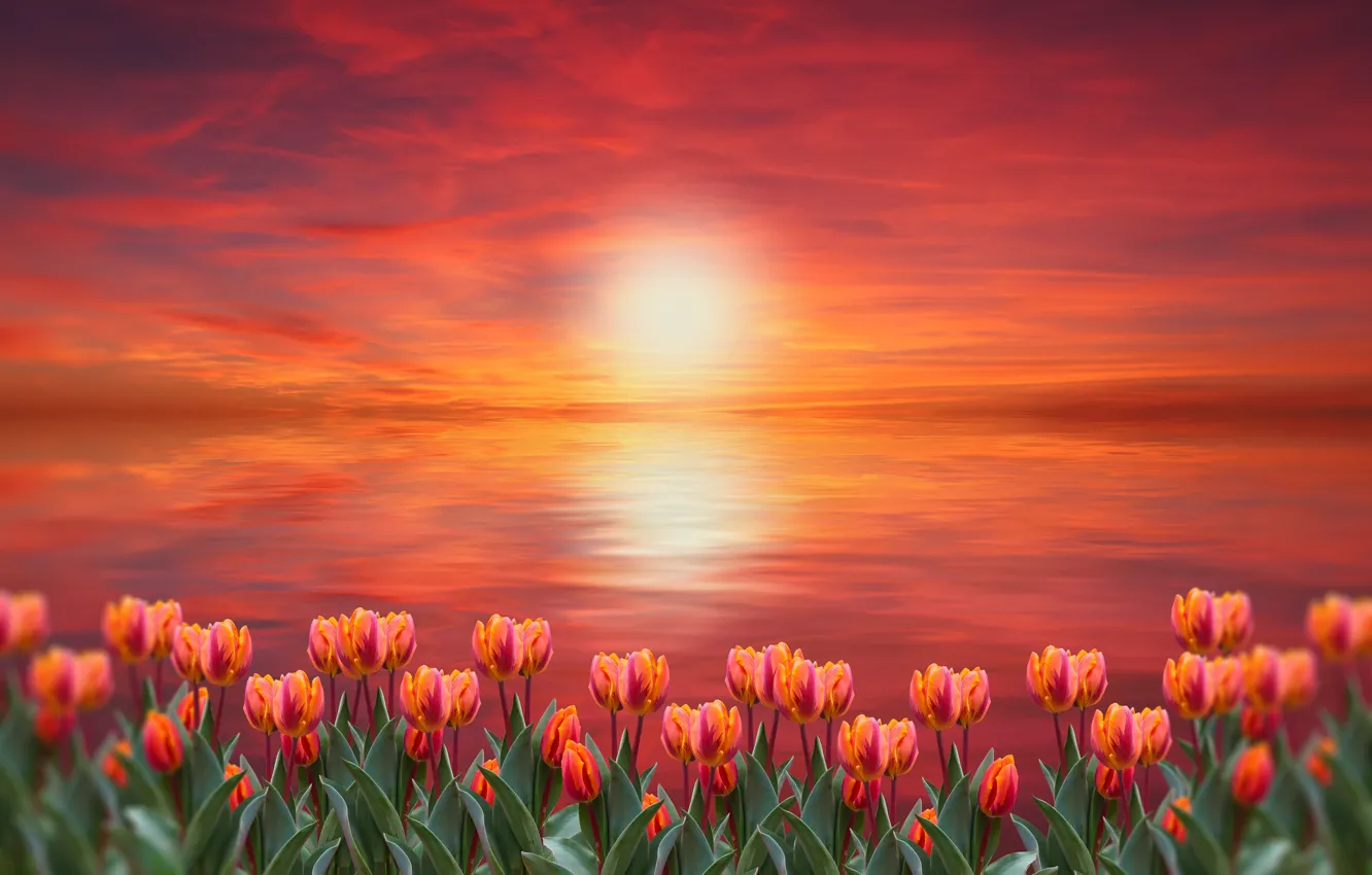Фото обои закат, цветы, тюльпаны