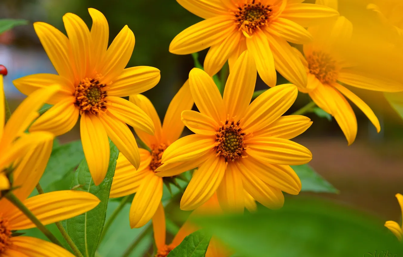 Фото обои Colors, Yellow flowers, Жёлтые цветочки