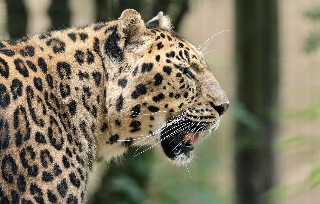 Фото обои морда, хищник, пятна, леопард, профиль, дикая кошка