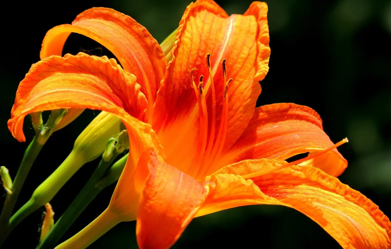 Фото обои цветок, макро, оранжевый, яркий, лилия