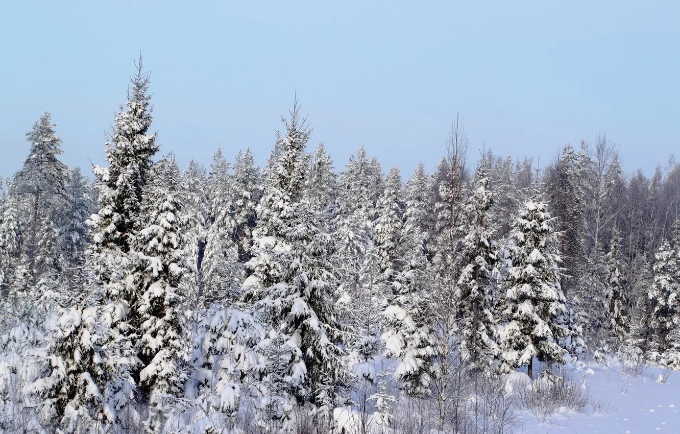 Фото обои зима, лес, снег, елки