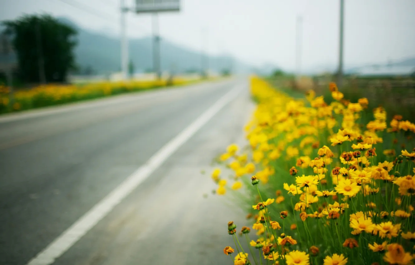Фото обои дорога, макро, roadside, жёлтые цветы